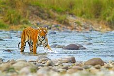 jim corbett