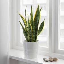 Green decor